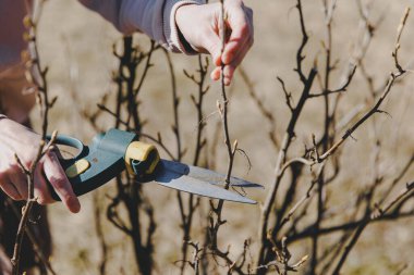Bahçıvanın eli budanmış bir kesiciyi tutar ve güneşli bir bahar gününde üzümlü bir çalıyı budar. Mevsimlik bahçe işleri. Bahar budaması