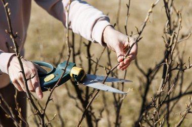 A gardener s hand holds a pruner secateurs and prunes a currant bush on a sunny spring day. Seasonal garden work. Spring pruning