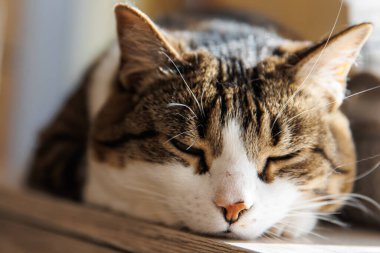 Ginger striped cat lying on window sill at home in the morning. Pet relaxing enjoying coziness