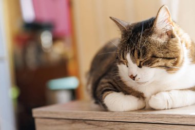 Ginger çizgili kedi sabahları pencere eşiğinde yatar. Rahatlatıcı evcil hayvan konforu