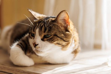 Ginger çizgili kedi sabahları pencere eşiğinde yatar. Rahatlatıcı evcil hayvan konforu