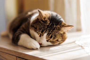 Ginger çizgili kedi sabahları pencere eşiğinde yatar. Rahatlatıcı evcil hayvan konforu