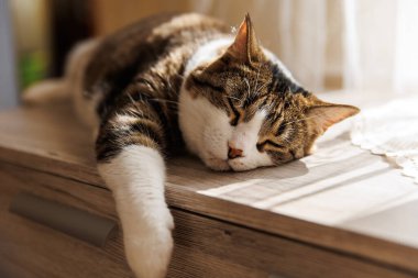 Ginger çizgili kedi sabahları pencere eşiğinde yatar. Rahatlatıcı evcil hayvan konforu