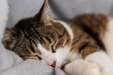 Oturma odasında kanepede uyuyan kızıl çizgili kedi battaniyenin üzerinde yatıyor. Evcil hayvan evde kestiriyor.