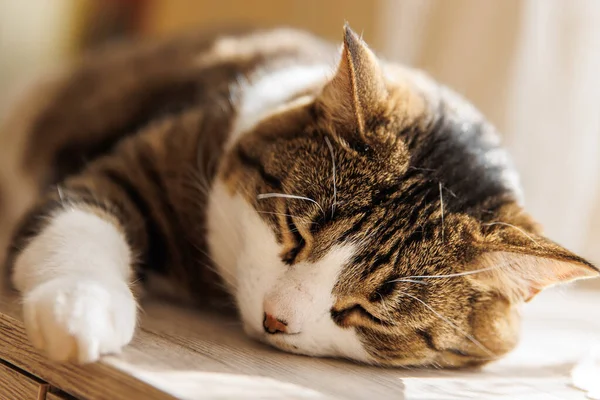 Ginger Striped Cat Lying Window Sill Home Morning Pet Relaxing — Foto de Stock