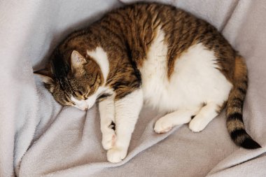 Oturma odasında kanepede uyuyan kızıl çizgili kedi battaniyenin üzerinde yatıyor. Evcil hayvan evde kestiriyor.