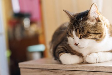 Ginger çizgili kedi sabahları pencere eşiğinde yatar. Rahatlatıcı evcil hayvan konforu