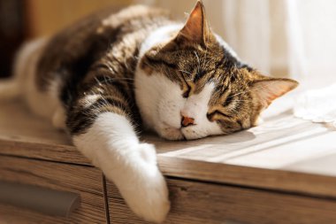 Ginger çizgili kedi sabahları pencere eşiğinde yatar. Rahatlatıcı evcil hayvan konforu