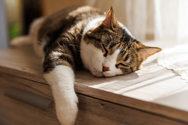 Ginger çizgili kedi sabahları pencere eşiğinde yatar. Rahatlatıcı evcil hayvan konforu