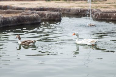 Geese swim in a pond in the city park