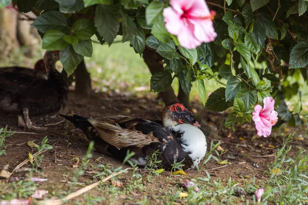 A goose lies under a bush with flowers in a city park