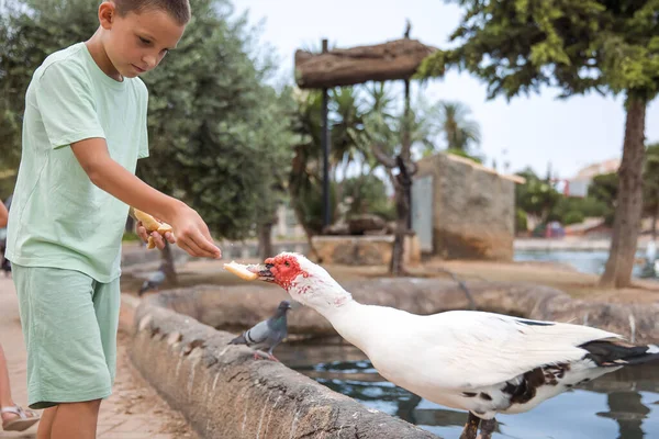 Children feed birds in the city park, family vacation