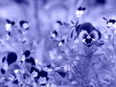Close up of a flower pansy in meadow in the trendy very peri color of the year.