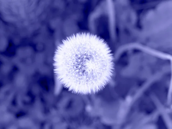 Close up of a dandelion in the grass in the trendy very peri color of the year. — ストック写真