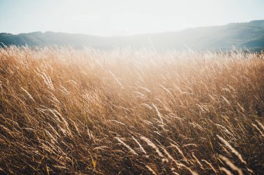 Güzel Doğa Günbatımı Manzarası. Parlayan Güneş Işığı Altında Kırsal Manzara. Kahverengi çayır buğday tarlasının arka planı.