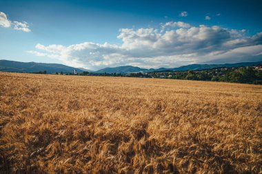 Sıcak yaz güneşi altında buğday tarlası. Kırsal alan ve güzel doğa. Arka planda köy kilisesi.