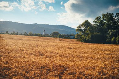 Sıcak yaz güneşi altında buğday tarlası. Kırsal alan ve güzel doğa. Arka planda köy kilisesi.