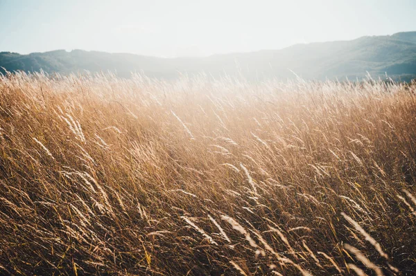 Güzel Doğa Günbatımı Manzarası. Parlayan Güneş Işığı Altında Kırsal Manzara. Kahverengi çayır buğday tarlasının arka planı.