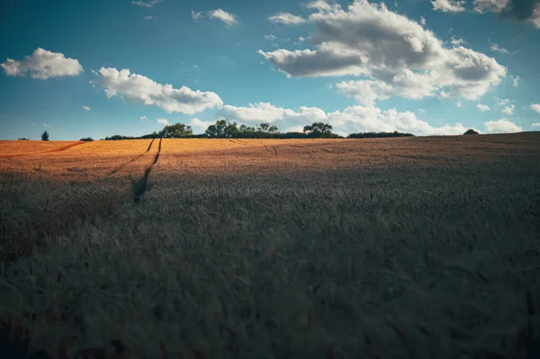 蓝天下的农业麦田 丰富的收获主题 秋天的乡村风景与成熟的金黄色小麦 — 图库照片