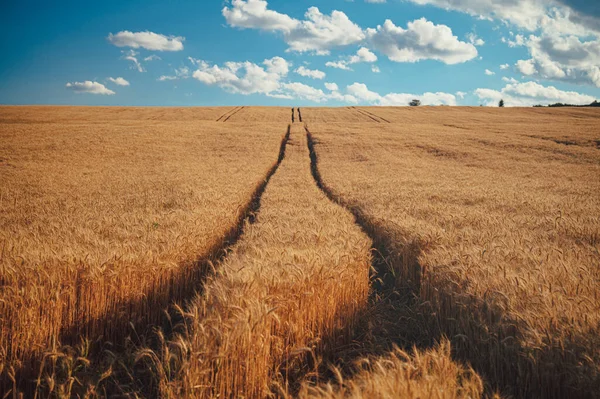 麦田金黄色的麦穗合拢 美丽的乡村风景 在明媚的阳光和蔚蓝的天空下 草地麦田成熟穗的背景 — 图库照片