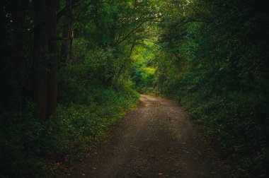 Footpath in the summer green forest. A journey into the unknown