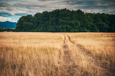 Şehir Yolu ile kırsal arazinin üzerinde güzel bir akşam gökyüzü. Genç Yeşil Buğday Tarlası Çayırı ve Kırsal Yol. Tarım ve Hava Durumu Tahminleri