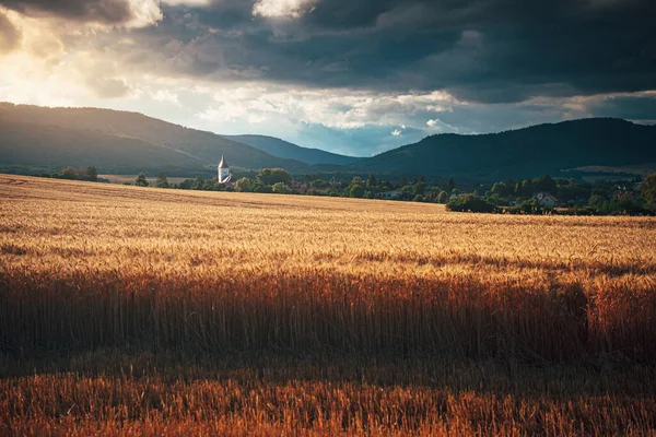 Gold wheat field and rural landscape in summer sunset light. Gold field, dark sky and rural catholic church in background