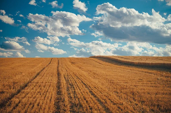 Yellow Wheat Field Blue Sky Beautiful Summer Photo Nature Yellow — 图库照片