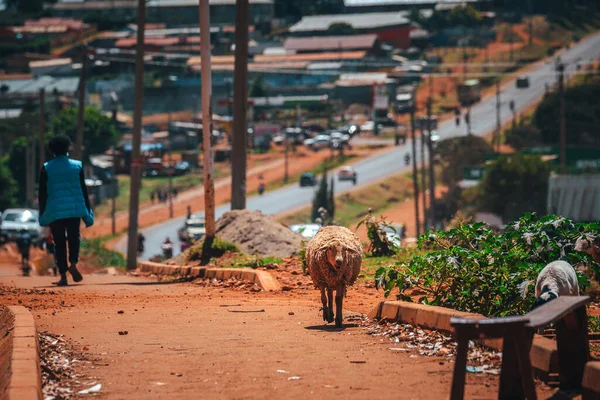 Kenya 'da küçük bir kasaba, kaldırımda bir koyun yürüyor. Afrika 'da basit ve zorlu bir hayat