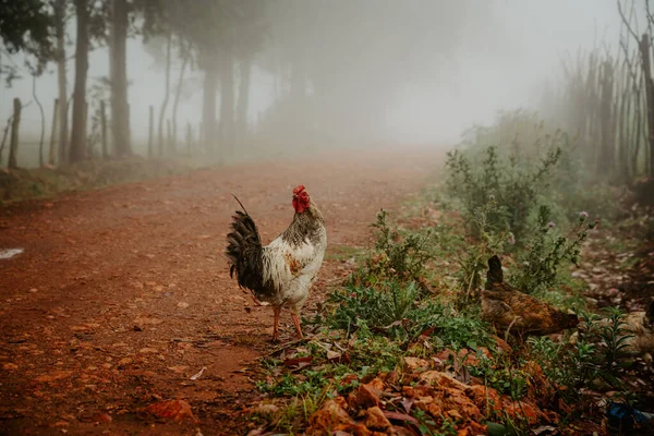 Rooster in the African countryside. Red soil and simple farming rural landscape in Kenya. Agriculture in Africa