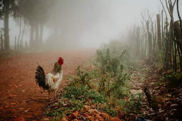 Agriculture in Africa. A hen in the African countryside. Red soil and simple farming rural landscape in Kenya.