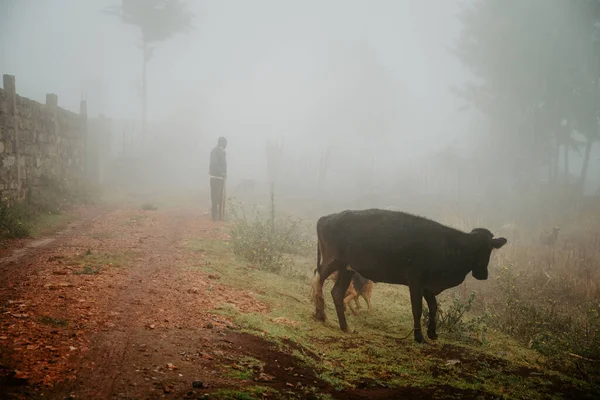 A farmer in Africa. Simple African life. farmer and cow in the morning in a foggy landscape
