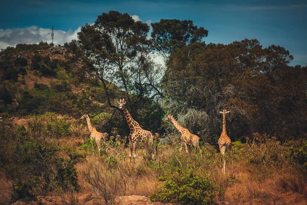Giraffes Africa Group Giraffes Kenya Spend Time Wild Africa Its — стоковое фото