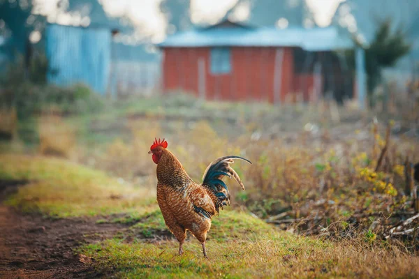 Farming in Kenya. Rooster in the African countryside. Red soil and simple farming rural landscape in Kenya. Agriculture in Africa