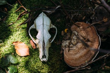 Eski bir ormanda sonbahar mistik atmosferi. Fantezi arka planda köpek kafatası