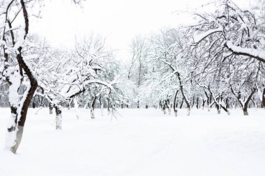 Soğuk kış gününde karla kaplı elma bahçesi. Güzel doğal arkaplan
