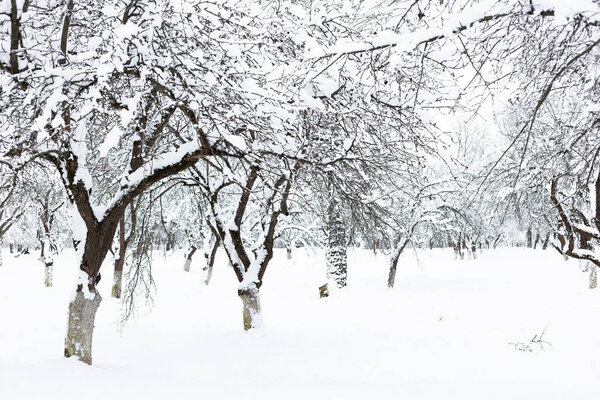 Mystical snow-covered apple orchard on a frosty winter day. Beautiful winter landscape background