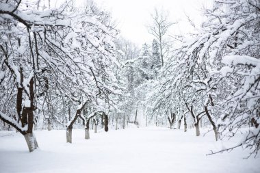 Soğuk kış gününde karla kaplı elma bahçesi. Güzel doğal arkaplan