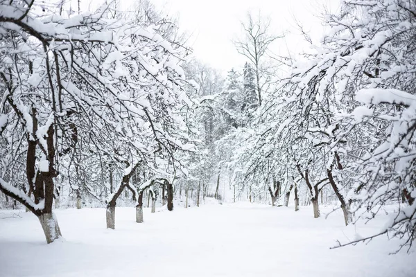 Soğuk kış gününde karla kaplı elma bahçesi. Güzel doğal arkaplan