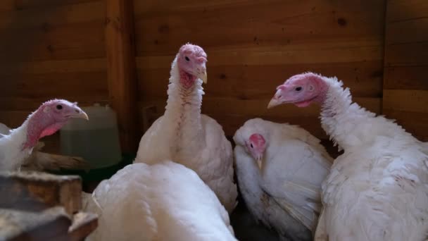 Domestic turkey group of birds on the farm. Wooden pen for breeding birds — Wideo stockowe