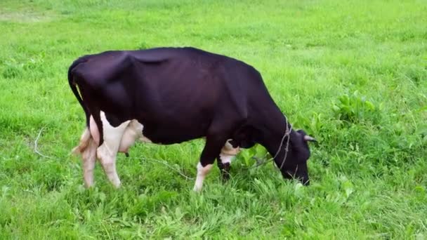 A black cow grazes on a green field and eats grass. — Stockvideo