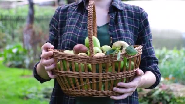 Nuori nainen viljelijä pitää kori kypsä päärynät. — kuvapankkivideo