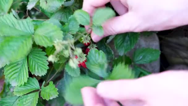 Τα χέρια κοντά αγρότης συλλέγει κόκκινες φράουλες από ένα πράσινο θάμνο το καλοκαίρι. — Αρχείο Βίντεο