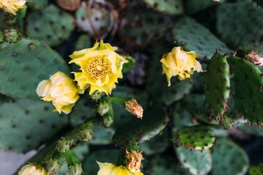 Tencerelerde büyük bir kaktüs. Dekorasyon için kaktüs. Uzun iğneli yumuşacık kaktüsler..