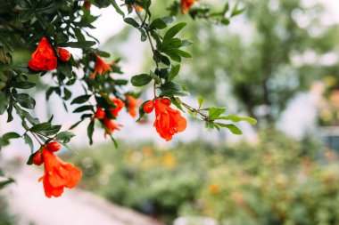 Nar armut çiçeği. Yeşillik arkaplanda taze taşçiçeği