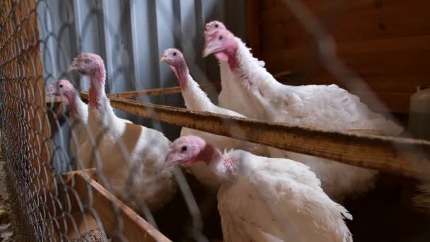 Een groep tamme kalkoenen op de boerderij. Houten hok voor fokvogels — Stockvideo