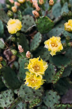 Tencerelerde büyük bir kaktüs. Dekorasyon için kaktüs. Uzun iğneli yumuşacık kaktüsler..