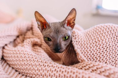  Sphynx kedisi sıcak bir battaniyeye sarılı olarak evde yatar.