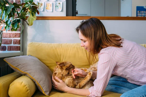 Genç bir kadın kanepede Maine Rakun kedisiyle oynuyor. — Stok fotoğraf