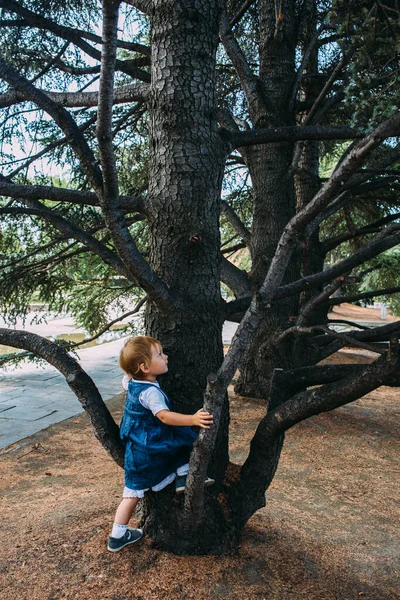 Little girl walks in the garden among beautiful evergreen southern plants — Stock Photo, Image